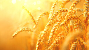 UPDATE: Weizen schon wieder teurer! Diese drei Aktien profitieren  / Foto: Shutterstock