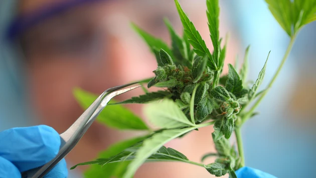 Cannabis‑Aktien: Diese Highflyer gibt’s ganz legal