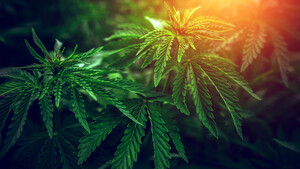 Canopy Growth mit kräftigem Kurssprung – was tut sich da bei den Cannabis‑Playern? 
