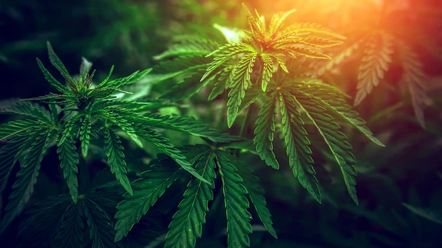 Canopy Growth mit kräftigem Kurssprung – was tut sich da bei den Cannabis‑Playern?