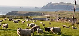 Irland: Vier aussichtsreiche Aktien von der grünen Insel (Foto: Börsenmedien AG)