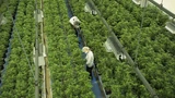 Canopy Growth: Canopy Growth: Verfünf‑ oder Verzehnfachung?