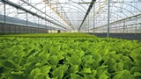 Basf SE: BASF: IPO kommt 2027