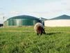 Zockeralarm bei Schmack Biogas