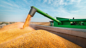 Mais‑Future: USDA Report enttäuscht die Bullen  / Foto: Shutterstock