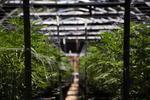 Outperformer Khiron Life stellt Aurora Cannabis und Canopy in den Schatten  / Foto: Börsenmedien AG