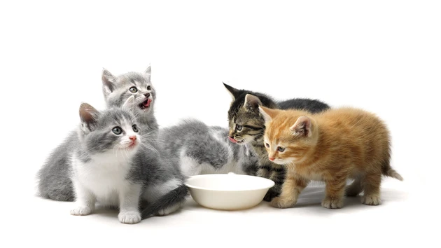 Top‑Tipp Derivate: Hamsterkäufe bei Katzenfutter