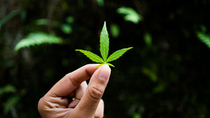 Aurora‑Cannabis‑Konkurrent Canopy Growth: Ist das die Trendwende? 