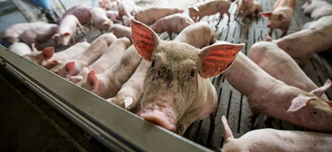 Schweinefleisch: Deshalb nehmen die Preise in den USA nur mäßig zu, explodieren aber in Europa und China (Foto: Börsenmedien AG)