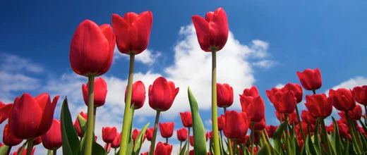 Bitcoin steigt auf eine Million Dollar? „Nein, es ist die Tulpenzwiebel des 21. Jahrhunderts“